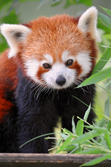 red-panda-babies3.jpg