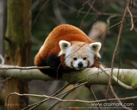 red-panda5.jpg